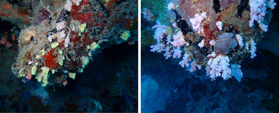 A figure illustrating coral diversity in the Kimberley reefs