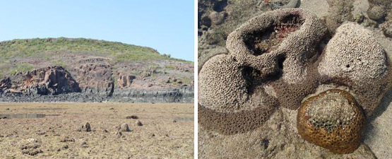 A figure illustrating coral diversity in the Kimberley reefs