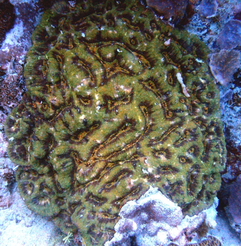 A green, brian coral