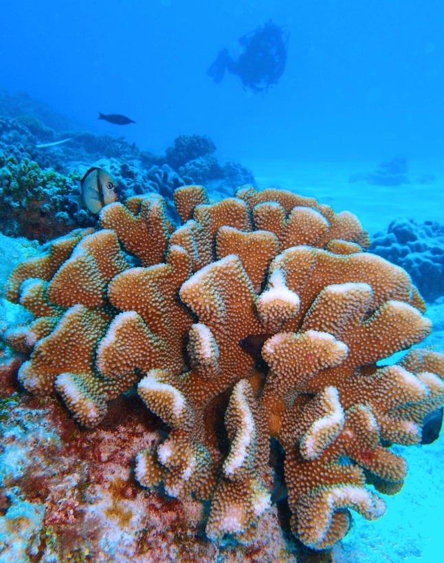 A colourful, ridged coral