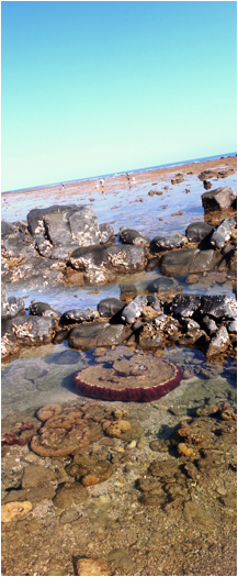 Intertidal reefs