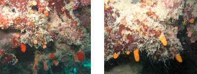 Fig. 1. Groups of <em>Paraminabea</em> sp. under overhangs at Long Reef in the Kimberley region