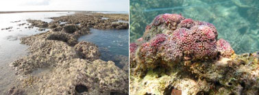 Fig. 3.  Massive colonies of <em>Tubipora</em> sp. on an intertidal reef flat on the western side of Long Reef, Eastern Kimberley.