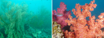 Fig. 4. Big sea fans and colourful species of <em>Dendronephthya</em> are typical sites around Cassini Island, Eastern Kimberley.