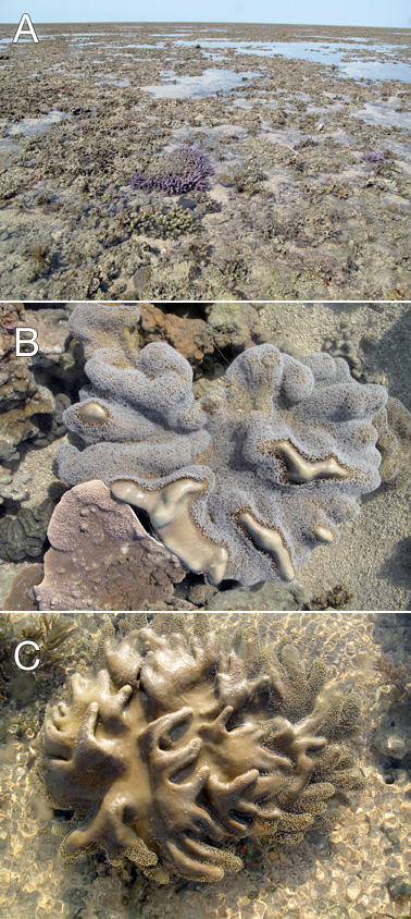 Species of Sarcophyton and intertidal reef. (Photo by Monika Schlacher)