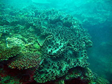 Sinularia colony. (Photo by Monika Schlacher)