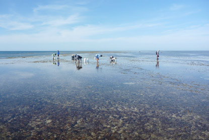 Researchers busy with noses to the reef – every site has something new and exciting to offer