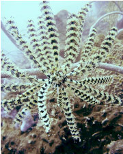 Unidentified feather star on a sea whip