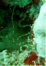 Unidentified brittle star