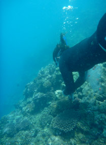 Dr Zoe Richards free-diving to collect samples from <em>Acropora tenuis</em> on the reef crest at Cassini Island.