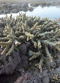 <em>Acropora aspera</em> conceals a colony of Tubipora sp. while exposed at low tide at Long Reef.