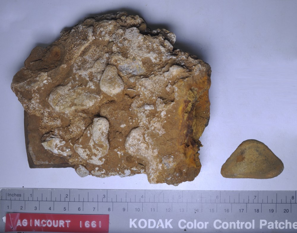 AG1661 Stoneware artefact recovered from Agincourt