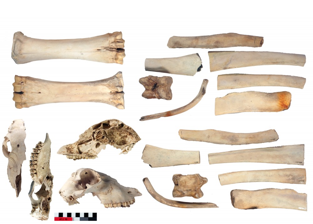 ATJ19 Animal artefact recovered from Albany Town Jetty site