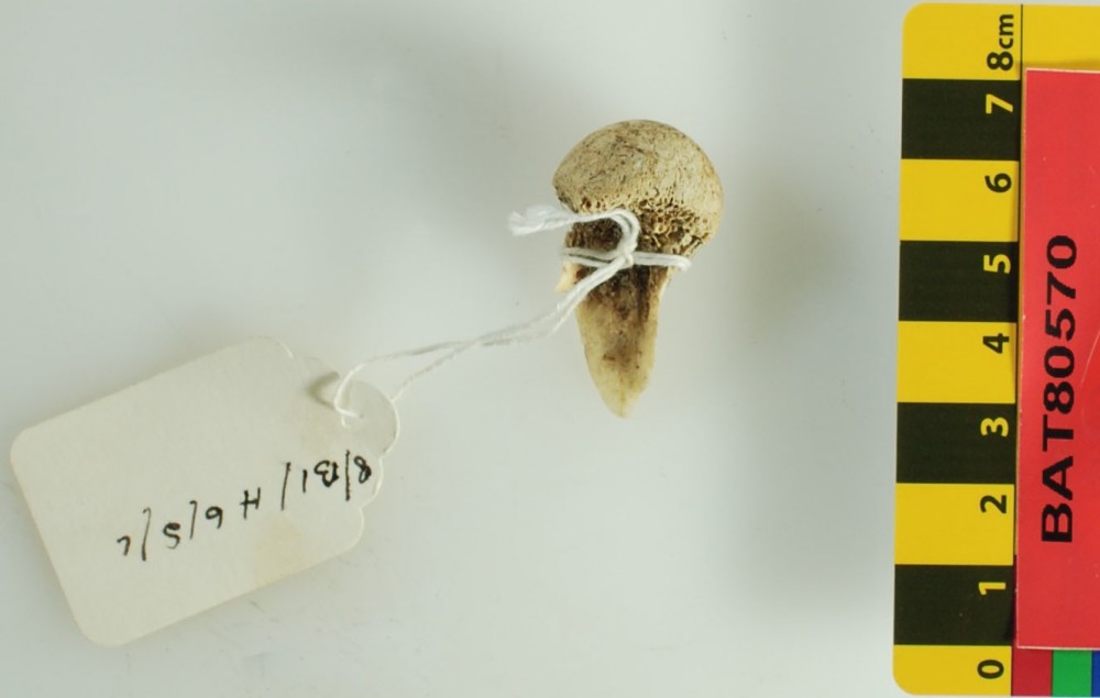 BAT80570 Animal artefact recovered from Batavia