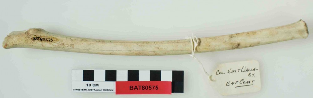 Human artefact recovered from Batavia