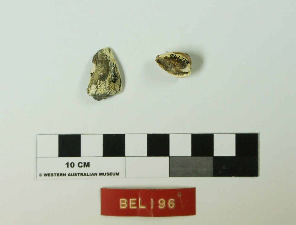 Marine artefact recovered from Belinda