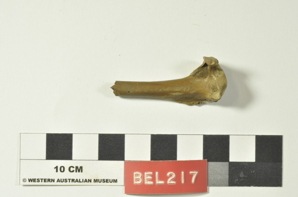 Animal artefact recovered from Belinda