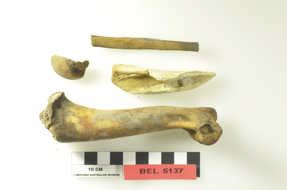 BEL5137 Animal artefact recovered from Belinda