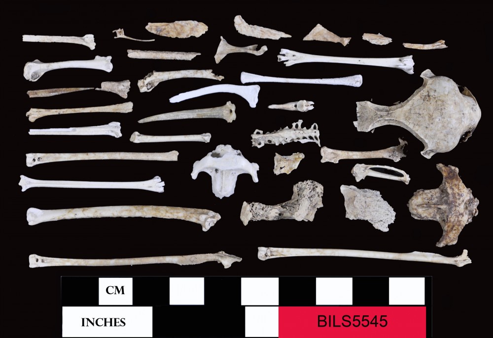 BILS5545 Animal artefact recovered from Beacon Island Land Site