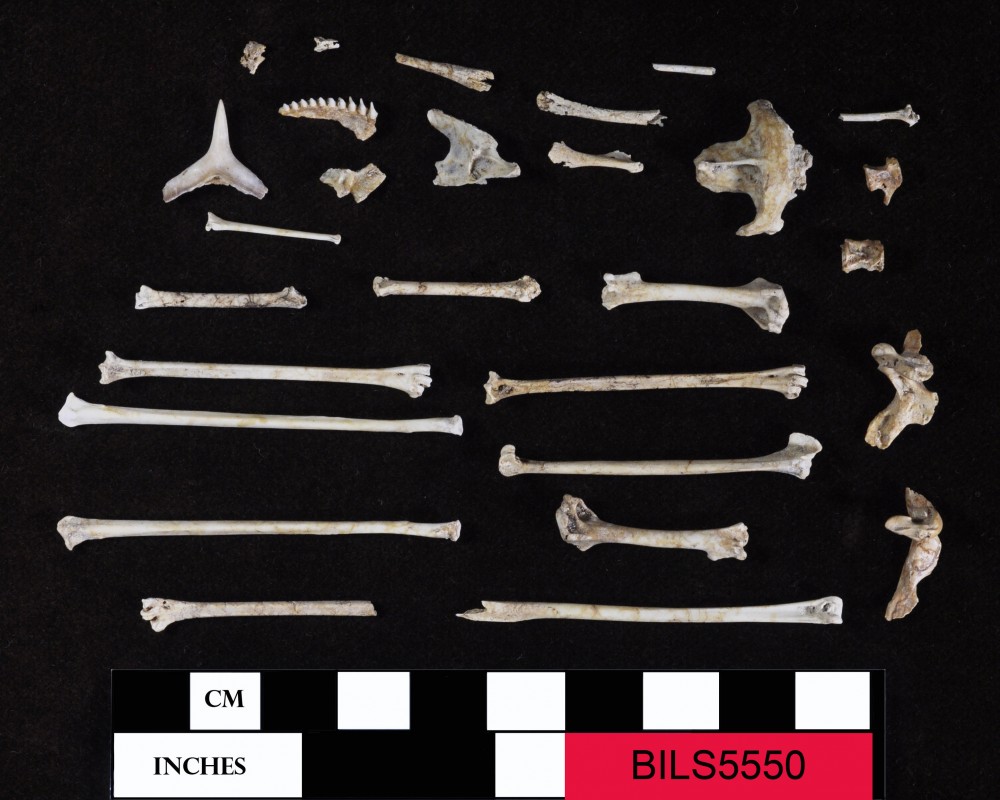 BILS5550 Animal artefact recovered from Beacon Island Land Site