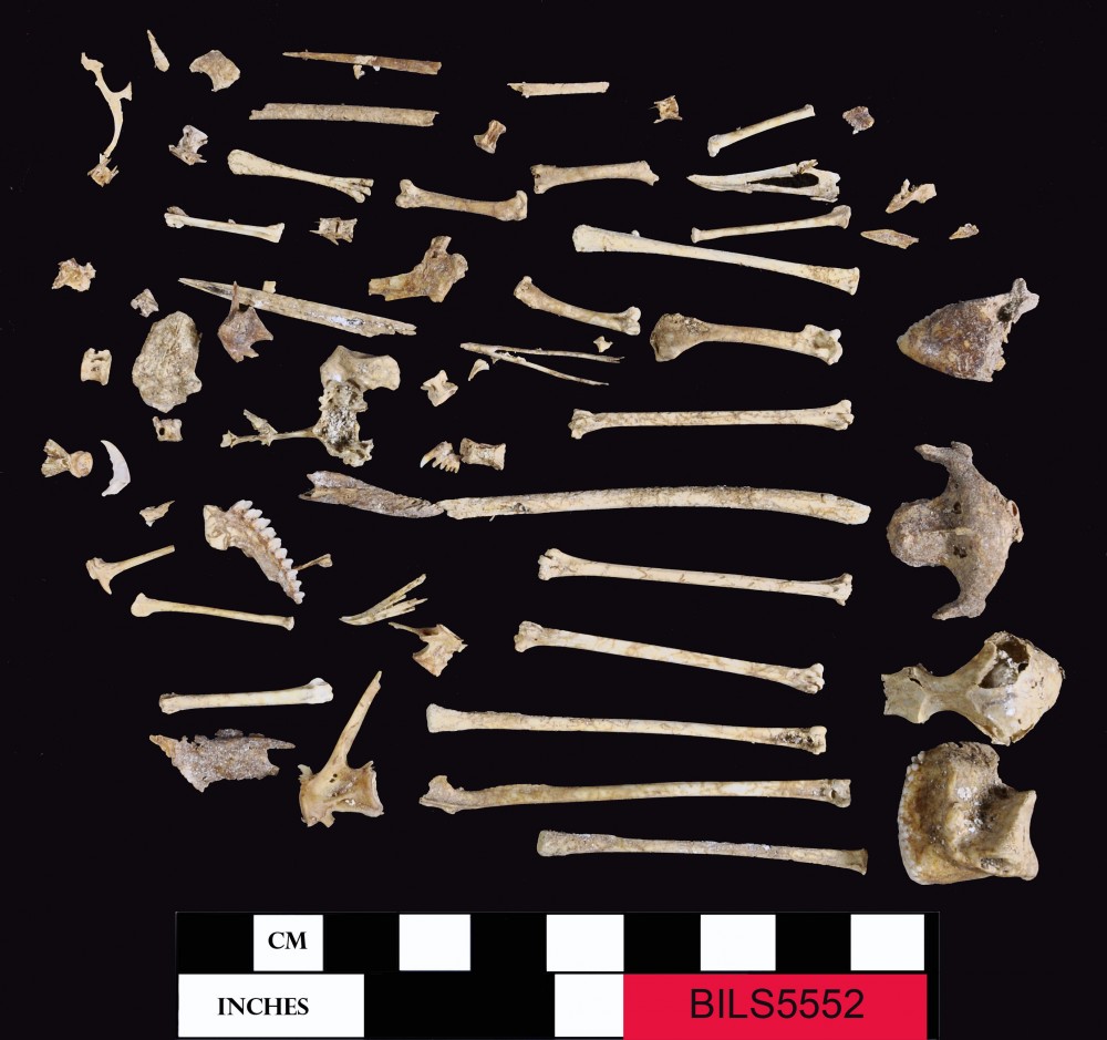 BILS5552 Animal artefact recovered from Beacon Island Land Site