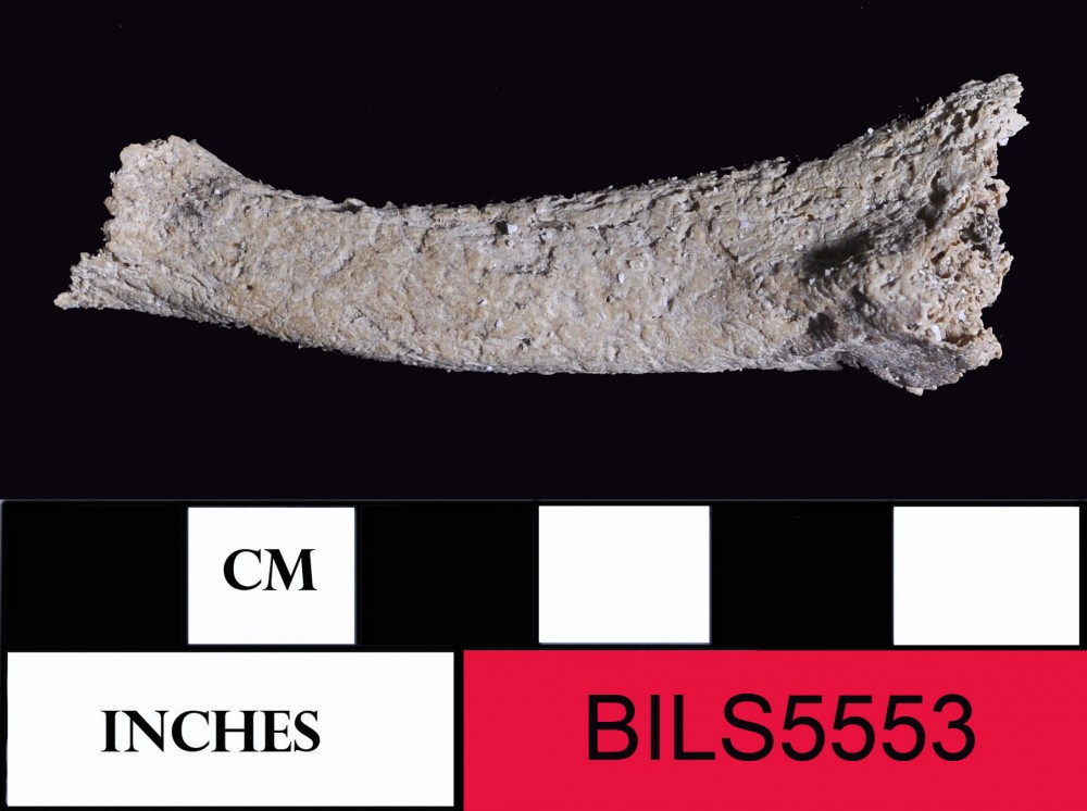 Human artefact recovered from Beacon Island Land Site