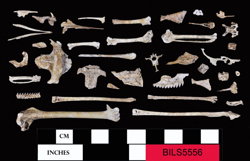 Animal artefact recovered from Beacon Island Land Site