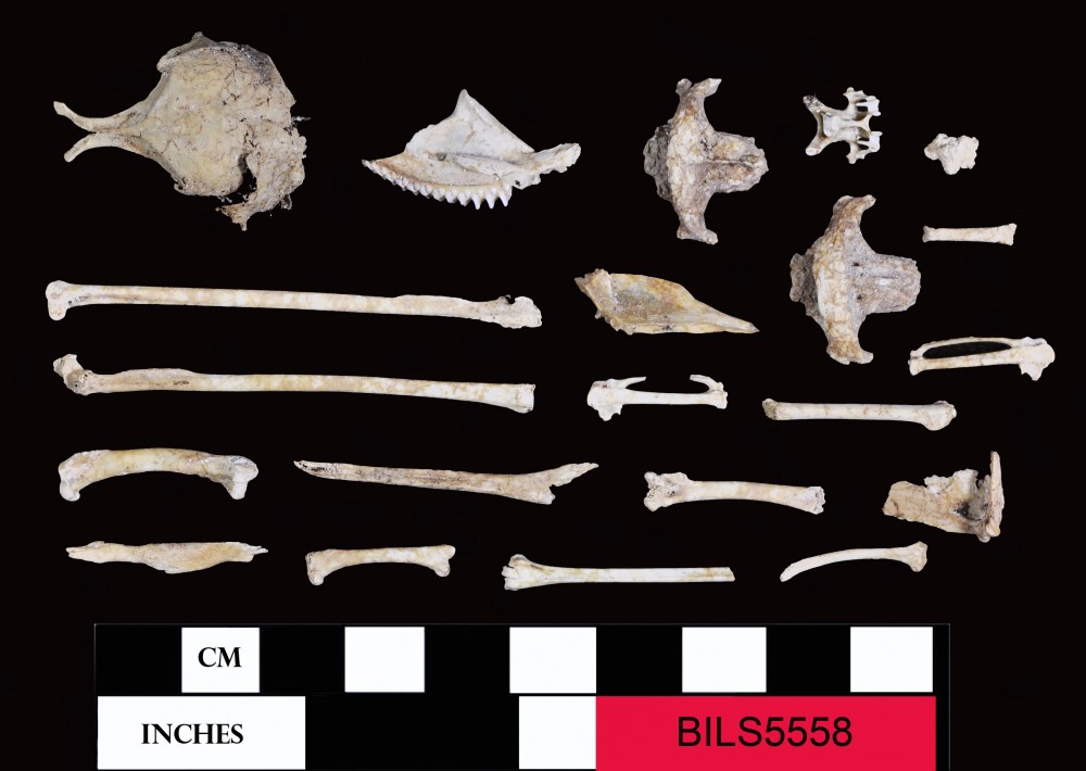 Animal artefact recovered from Beacon Island Land Site
