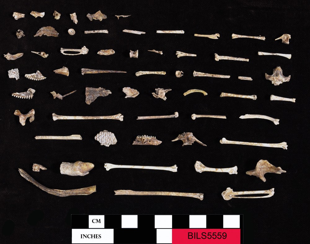BILS5559 Animal artefact recovered from Beacon Island Land Site