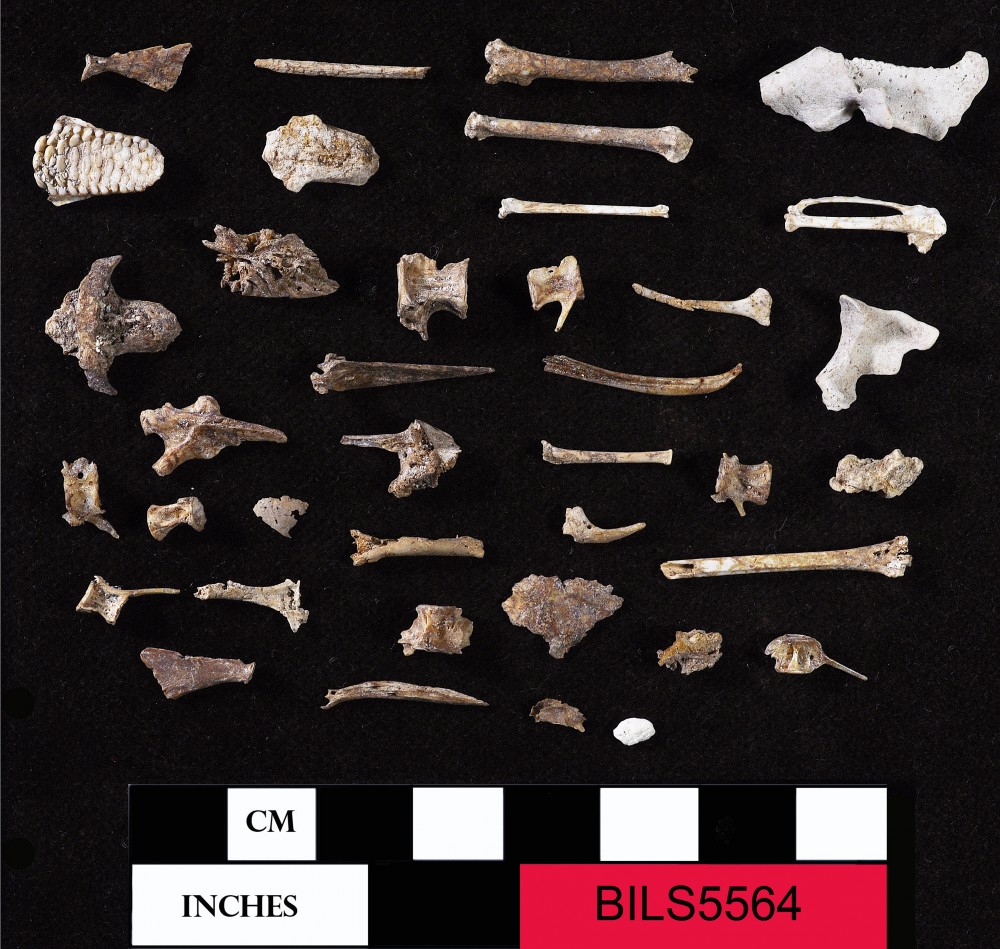 BILS5564 Animal artefact recovered from Beacon Island Land Site