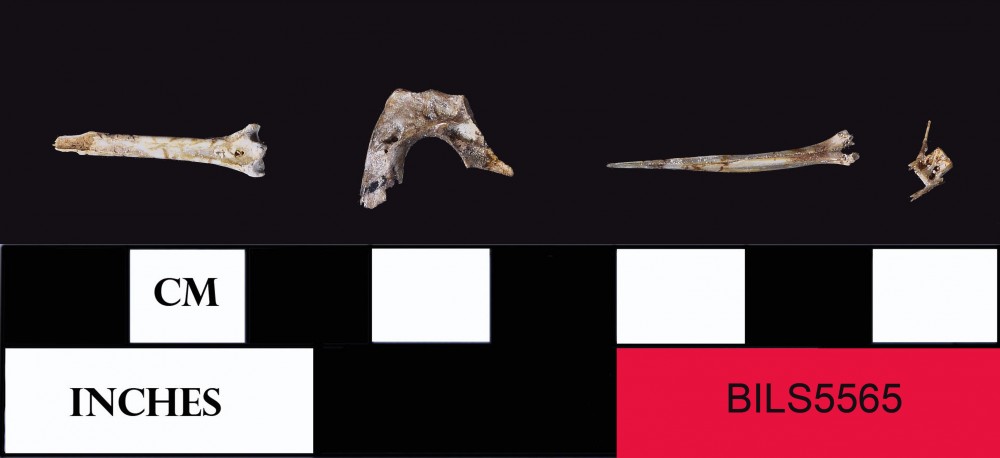 BILS5565 Animal artefact recovered from Beacon Island Land Site