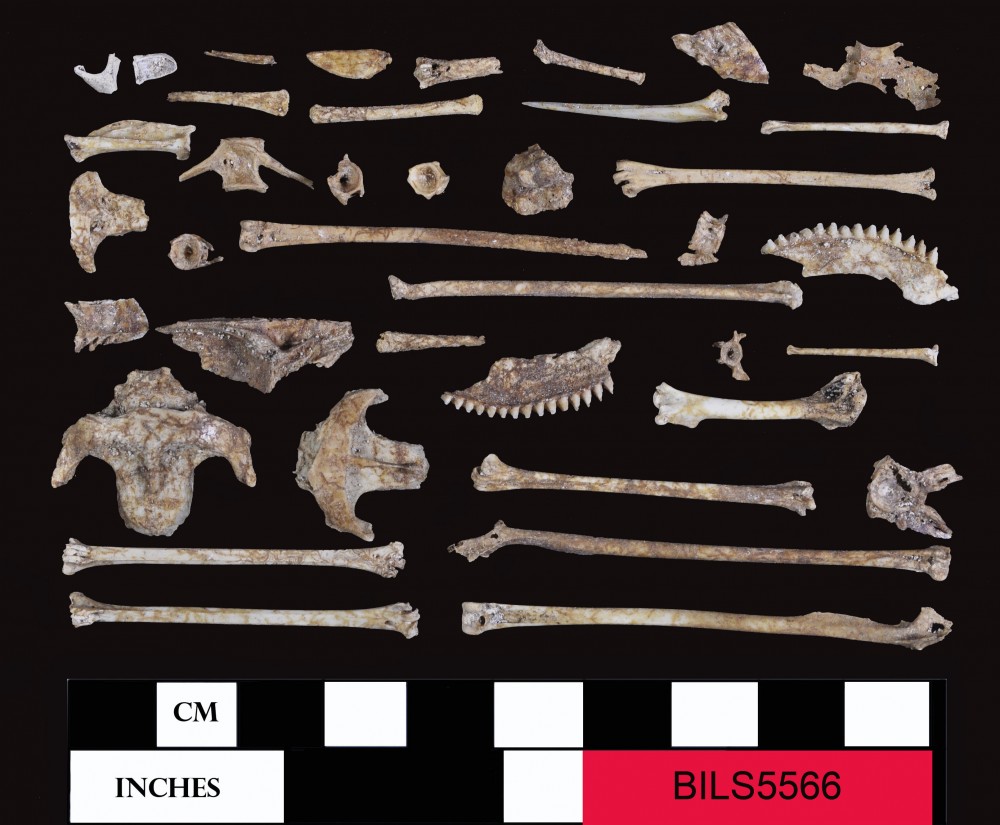 Animal artefact recovered from Beacon Island Land Site