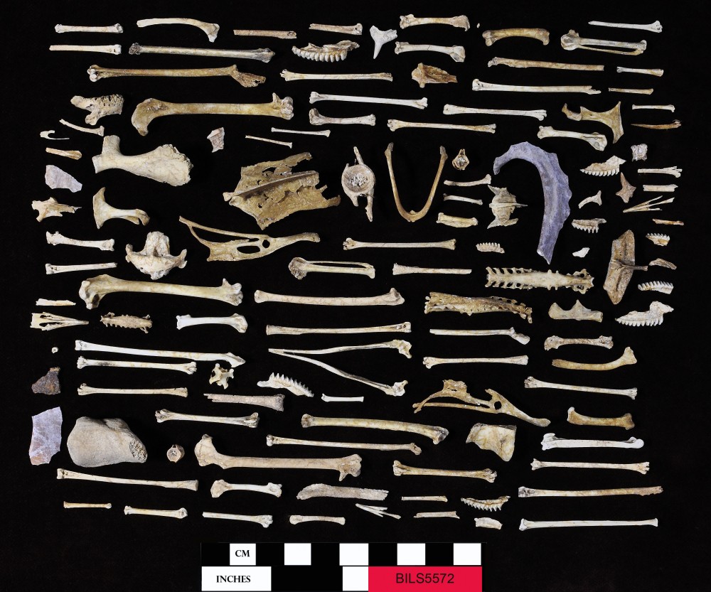 BILS5572 Animal artefact recovered from Beacon Island Land Site