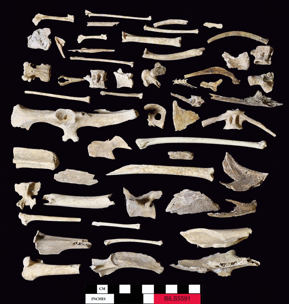 BILS5591 Animal artefact recovered from Beacon Island Land Site