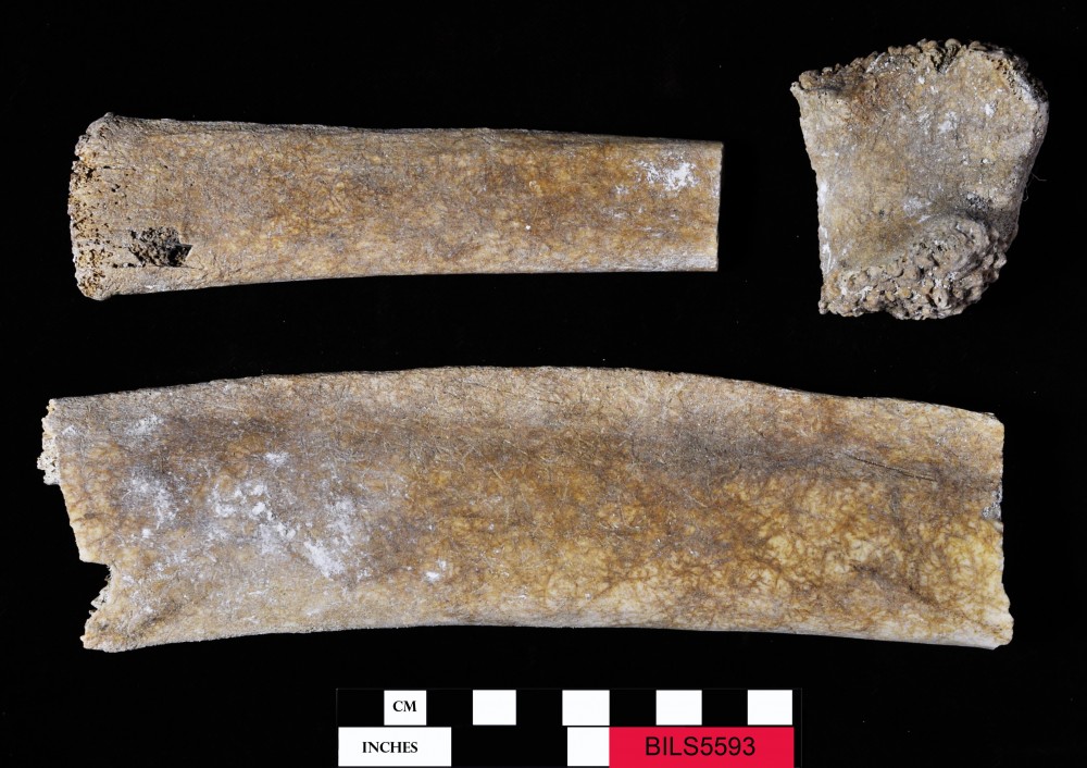 Animal artefact recovered from Beacon Island Land Site