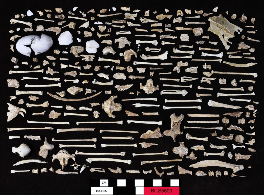 BILS5603 Animal artefact recovered from Beacon Island Land Site