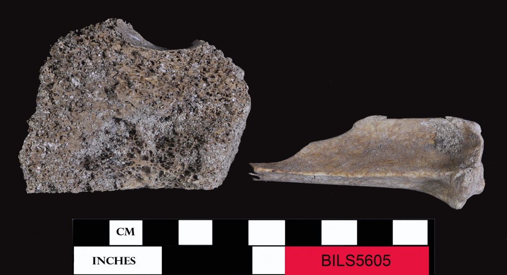 Animal artefact recovered from Beacon Island Land Site