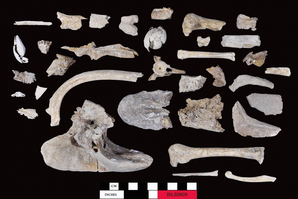 BILS5609 Animal artefact recovered from Beacon Island Land Site