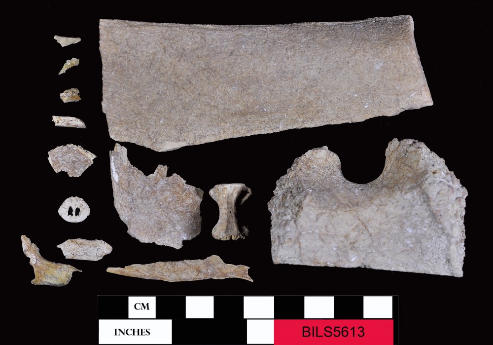 BILS5613 Animal artefact recovered from Beacon Island Land Site