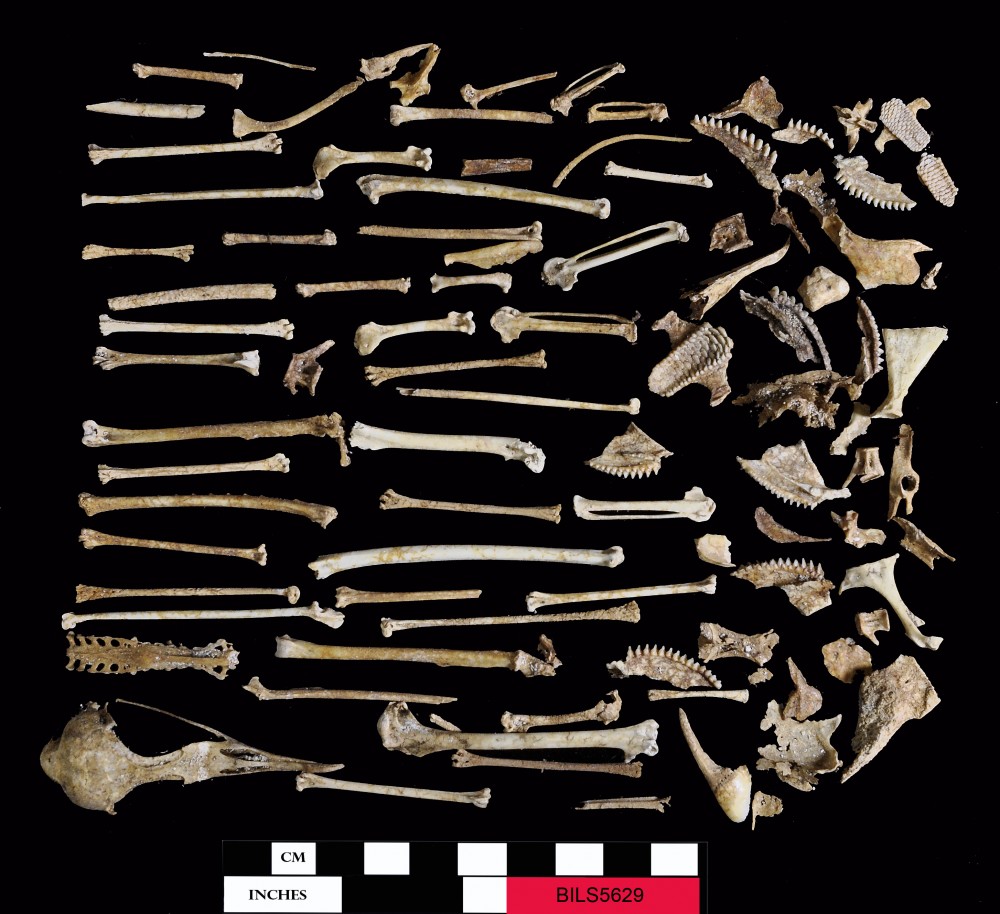 BILS5629 Animal artefact recovered from Beacon Island Land Site
