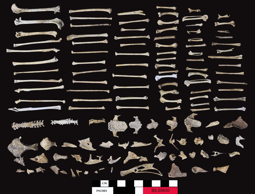 Animal artefact recovered from Beacon Island Land Site