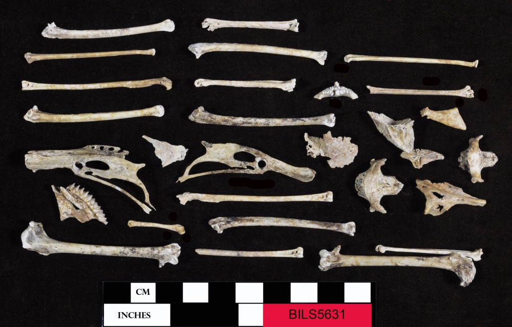 BILS5631 Animal artefact recovered from Beacon Island Land Site