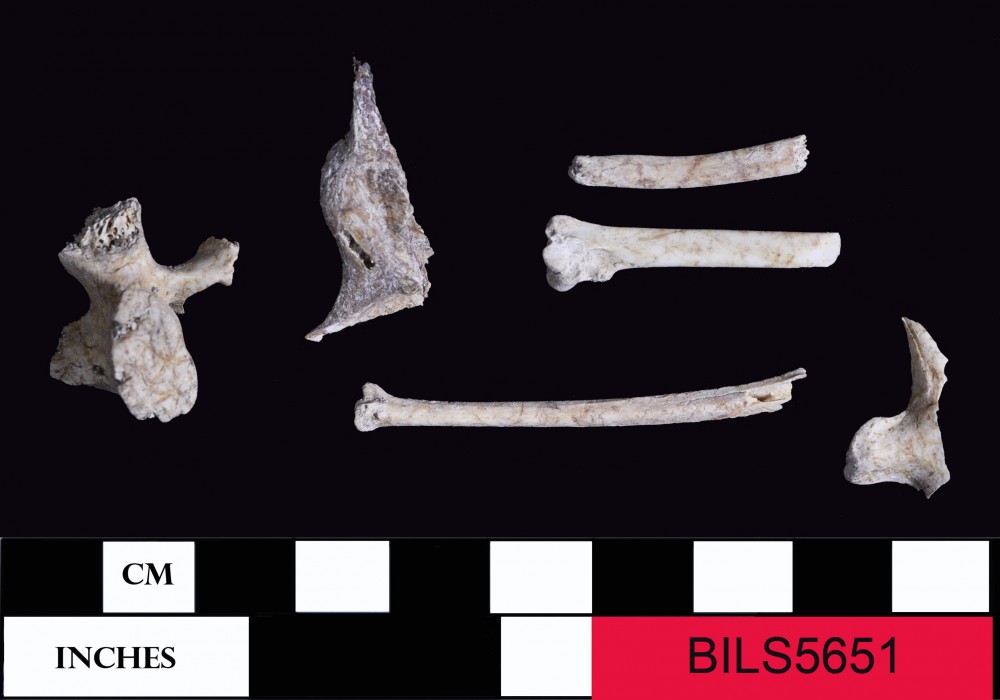 BILS5651 Animal artefact recovered from Beacon Island Land Site