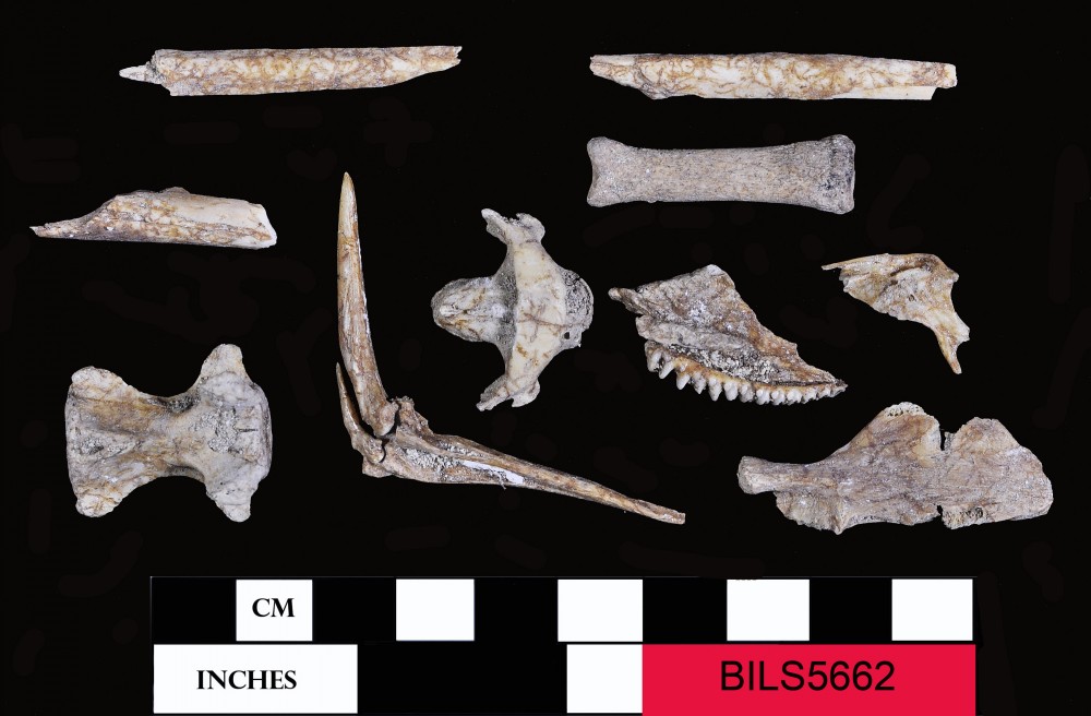 BILS5662 Animal artefact recovered from Beacon Island Land Site