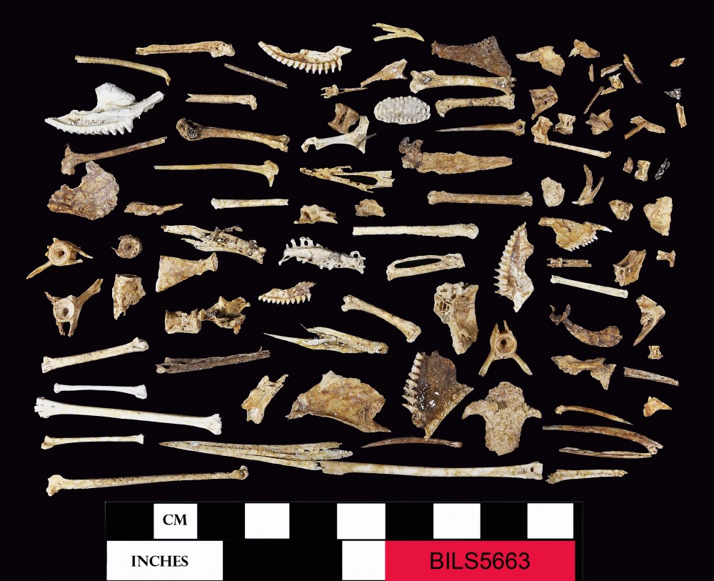 Soil Sample artefact recovered from Beacon Island Land Site