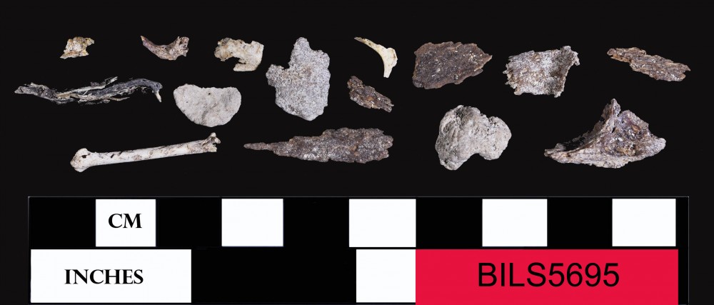 BILS5695 Artefact recovered from Beacon Island Land Site