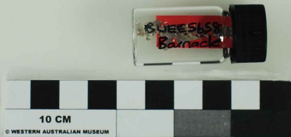 BUEE5658 Marine artefact recovered from Bunbury Excavation East