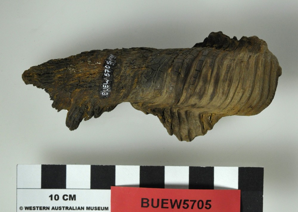 Ship's timber artefact recovered from Bunbury Excavation West