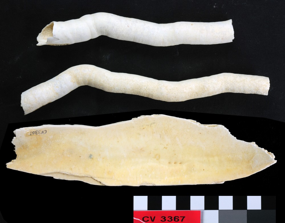 CV3367 Marine artefact recovered from Cervantes