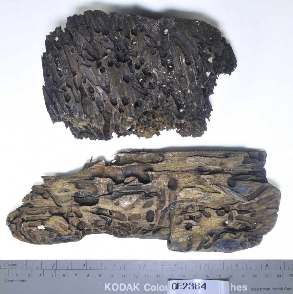 Miscellaneous artefact recovered from Gemma [Apex site]